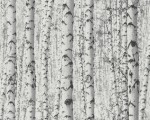 Tapeta PINTWALLS drzewa brzozy białe las 38719-1