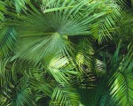 Tapeta BUDE 36200-1 liście palmy zielona