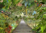 Fototapeta 8-977 most dżungla papugi 368 cm x 254 cm