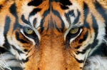 Fototapeta  608 Tiger Tygrys