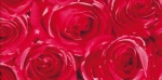 OKLEINA SAMOPRZYLEPNA 45cm x 15m 12679 roses OKLEINY MEBLOWE