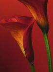 Fototapeta Red Calla Lilies   00406   183 x 254 cm