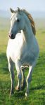 Fototapeta White Horse   00514   86 x 200cm